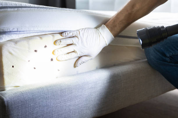 Best Bed Bug Extermination  in Graton, CA